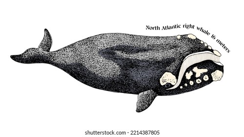 Hand drawn North Atlantic right whale