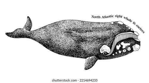 Hand drawn North Atlantic right whale