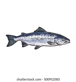 Hand drawn norvegian salmon, sketch style vector illustration isolated on white background. Colorful realistic drawing of a salmon, edible marine fish