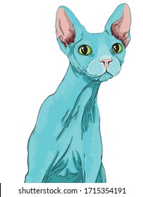 Hand drawn nosy cat sphinx