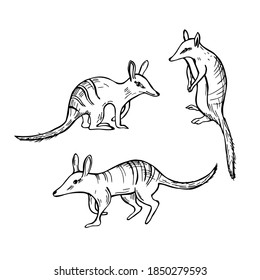 Hand drawn Numbat, Marsupial Anteater (Myrmecobius fasciatus).  Vector sketch  illustration.