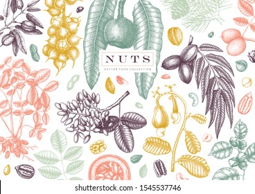 Hand drawn nut design. With detailed  pecan, macadamia, hazelnut,walnut, almond, pistachio,  peanut, brazil nut, hazelnut, coconut and cashew. Culinary nuts vector template. Vintage background.