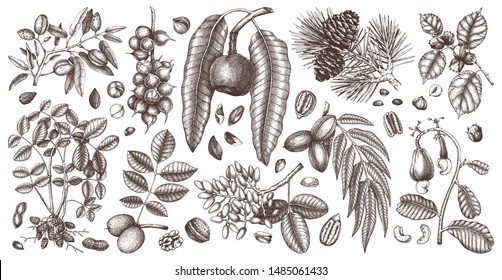 Hand drawn nut on trees and plants. Botanical drawings collection. Culinary nuts vector illustrations. Hand drawn pecan, macadamia, pine nuts, walnut, almond, pistachio, chestnut, peanut, brazil nut.