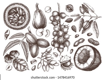 Hand drawn nut trees and plants collection. With vector pecan, macadamia, hazelnut,walnut, almond, pistachio, chestnut, peanut, brazil nut, hazelnut, coconut and cashew. Healthy food illustrations.