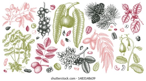 Hand drawn nut trees and plants collection. Botanical elements set. With branches, nuts, fruits, leaves, conifers and cones sketches. Culinary nuts vector illustrations. Healthy food drawings. 