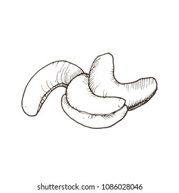 Hand drawn nut. Vector sketch of cashew isolated on white background.