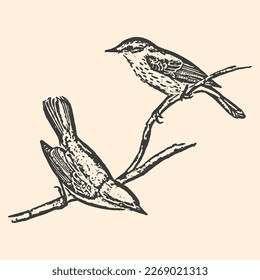 Hand drawn nuthatch birds on tree linear card. Illustration of small birds in black isolated on background.