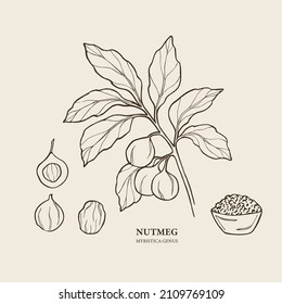 Hand drawn nutmeg branch illustration