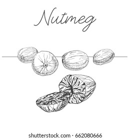 Hand drawn nutmeg isolated on white background. Vector illustration of a sketch style.