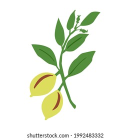 Hand drawn Nutmeg plant branch isolated on white background. Botanical vector illustration.  Design herbal seasoning ingredient, culinary and cooking flavor for card, menu, print