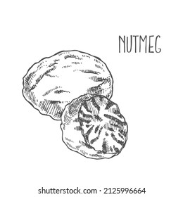 Hand drawn nutmeg spice vector drawing. Ground seasoning nut sketch. Dried seeds and fresh mace fruits. Herbal ingredient, cooking flavor. Condiment engraved illustration. Template label, packing desi