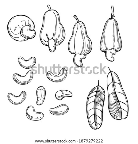 Hand drawn nuts. Cashew nuts.  Vector sketch  illustration.