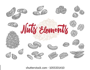 Hand drawn nuts elements set of almond brazil and peanut variations isolated vector illustration