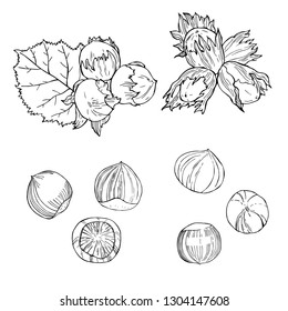 Hand drawn nuts. Hazelnut nut.  Vector sketch  illustration.