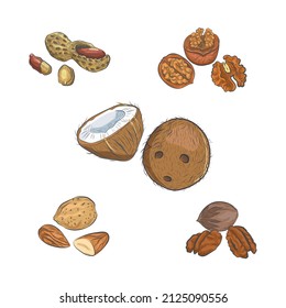Nueces dibujadas a mano aisladas en fondo blanco.