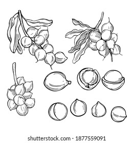 Macadamia vector illustrations. Hand drawn food drawing. Nut trees sketch  collection. Organic vegetarian product. Perfect for recipe, menu, label,  packaging, Vintage set with nuts, leaves, branches. Stock Vector