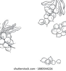 Hand drawn nuts. Macadamia. Vector background. Sketch  illustration.  