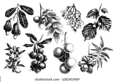 Hand drawn nuts on branches collection. Vector illustration