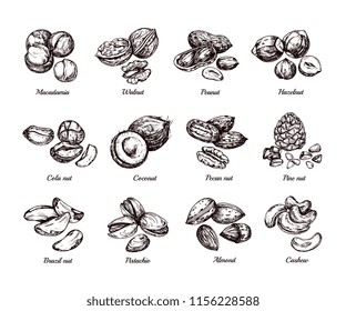 Hand drawn nuts and seeds. Doodle sketch peanut, hazelnut and cashew isolated vector set. Illustration of walnut vegetarian, almond healthy and pistachio