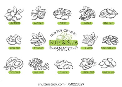 Hand drawn nuts and seeds icons set including almond, walnut, hazelnut, peanut, cashew, pistachio, coconut and sunflower seeds. Retro sketch elements for organic packaging, snack label, vegan menu, grocery branding and health food advertising. Vector illustration.