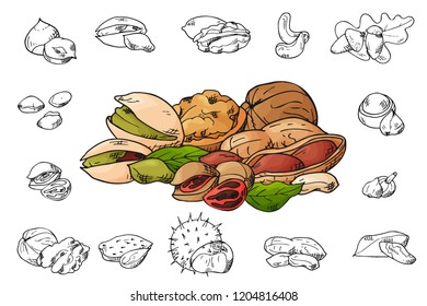 Hand drawn nuts and seeds. Pistachios, brasil nuts, pecan, hazelnut, nutmeg, cashew, macadamia walnut almont and etc Vector illustration