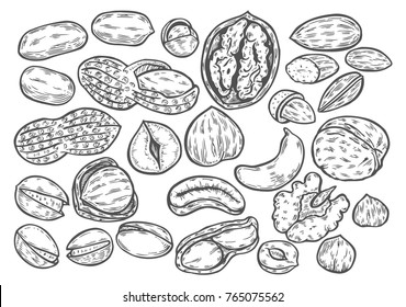 Hand drawn Nuts set, almond, walnut, peanut, pecan, pistachio, cashew, nutmeg seed vector. Isolated on white background. Engraved illustration.