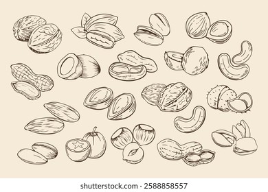 Hand drawn nuts. Set of different nuts. Pistachio, cashew, coconut, hazelnut and macadamia. Illustration in sketch retro style