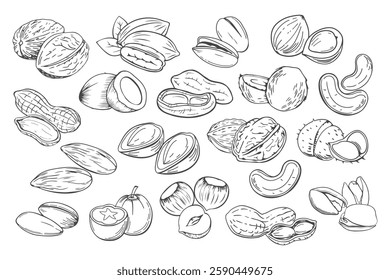 Hand drawn nuts. Set of different nuts. Pistachio, cashew, coconut, hazelnut and macadamia. Illustration in sketch retro style