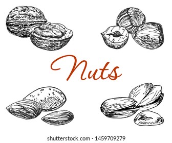 Hand drawn nuts set. Walnut, cashew, almonds and pistachios. Collection of healthy natural food. sketch style. Vector illustration isolated on white background.