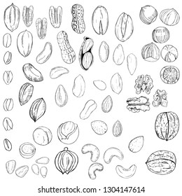 Hand drawn nuts. Vector sketch  illustration.