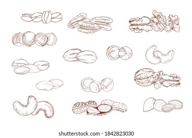 Hand drawn nuts. Vector sketch  illustration.