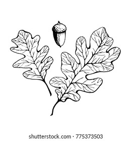 Hand Drawn Oak And Acorn Leaves. Vector Illustration. 