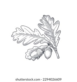 Hand drawn oak branch with acorns and leaves. Ink black and white drawing. Vector illustration