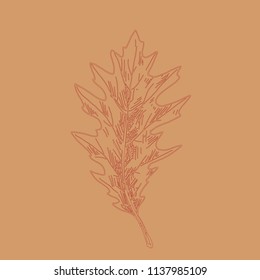 Hand drawn oak leaf outline. Autumn leaf in line art style isolated on brown background