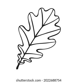 Hand drawn oak leaf outline. Oak leaf in line art style isolated on white background.