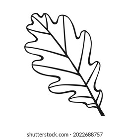 Hand drawn oak leaf outline. Oak leaf in line art style isolated on white background.