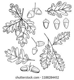 Hand drawn oak leaves and acorns. Vector sketch  illustration.