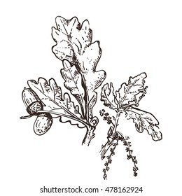 Hand drawn oak leaves and acorns. isolated