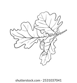 Hand drawn oak leaves composition, vector illustration on white background