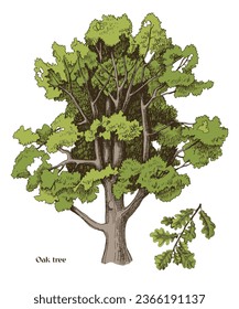 Hand drawn oak tree and oak branch 