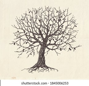 Hand drawn oak tree, concept illustration of family tree