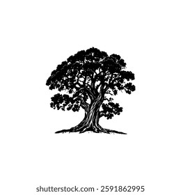 Hand drawn oak tree vintage illustration. Engraving style black and white on white backgrounds. Vector