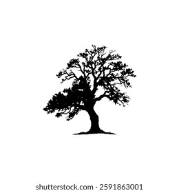 Hand drawn oak tree vintage illustration. Engraving style black and white on white backgrounds. Vector