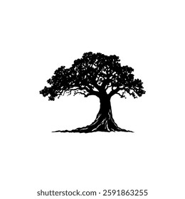 Hand drawn oak tree vintage illustration. Engraving style black and white on white backgrounds. Vector