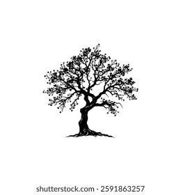 Hand drawn oak tree vintage illustration. Engraving style black and white on white backgrounds. Vector
