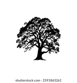 Hand drawn oak tree vintage illustration. Engraving style black and white on white backgrounds. Vector