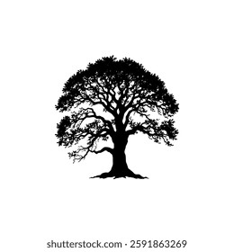 Hand drawn oak tree vintage illustration. Engraving style black and white on white backgrounds. Vector