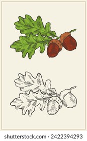 hand drawn oak in vintage style