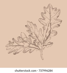 hand drawn oaken branch line art on beige background