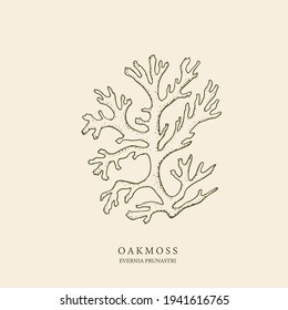 Hand drawn oakmoss illustration. Botanical design